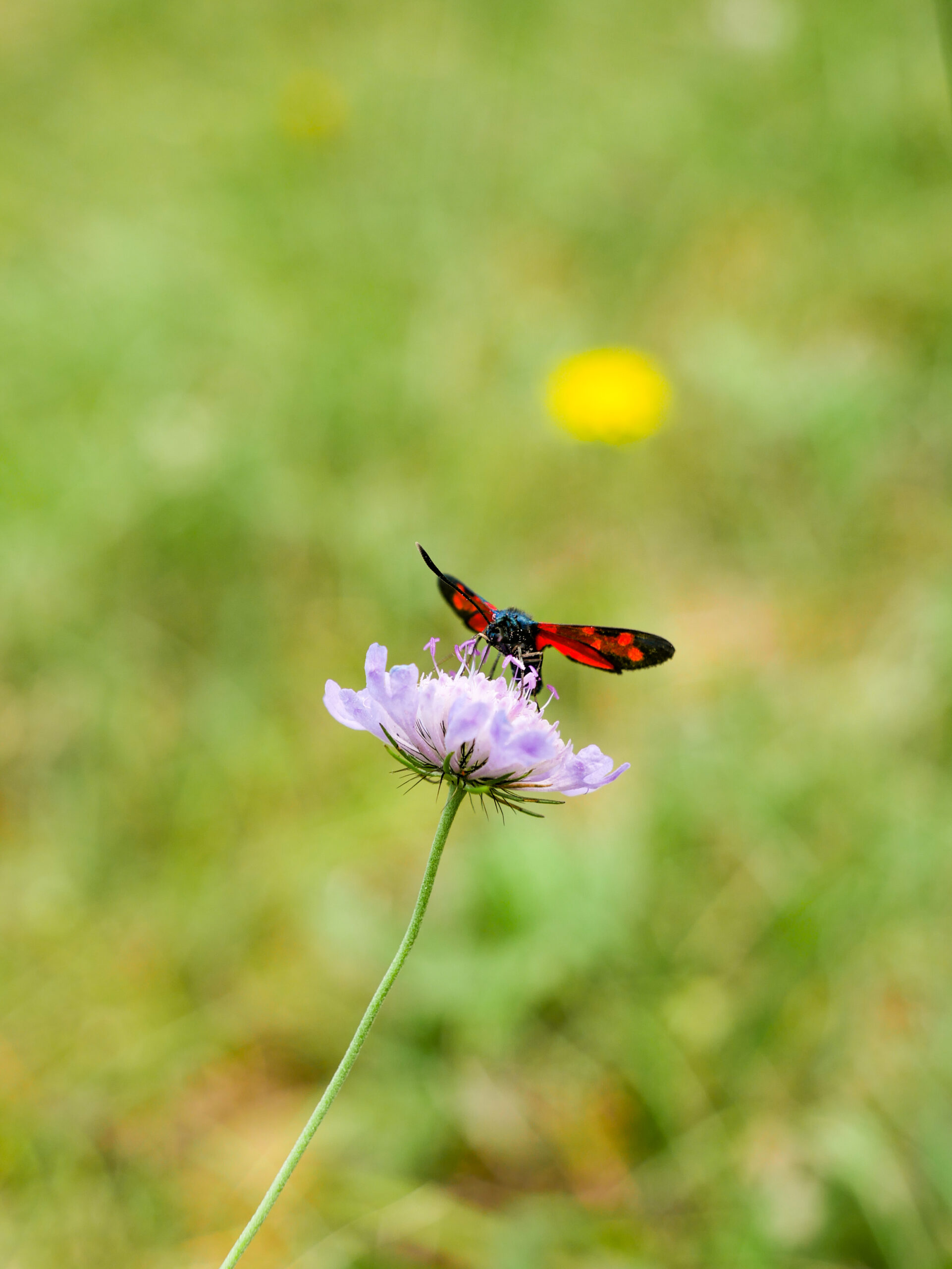 Photo 31-07-2026 10 13 22 Papillon du Diois